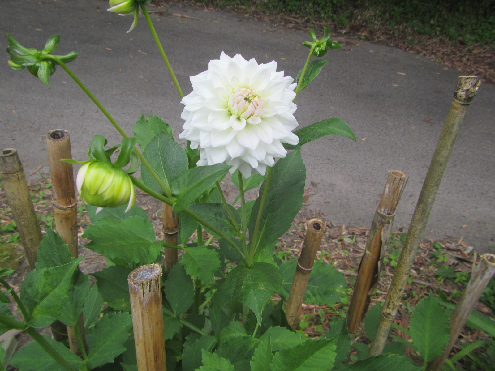 畑横のダリア 花が咲きました