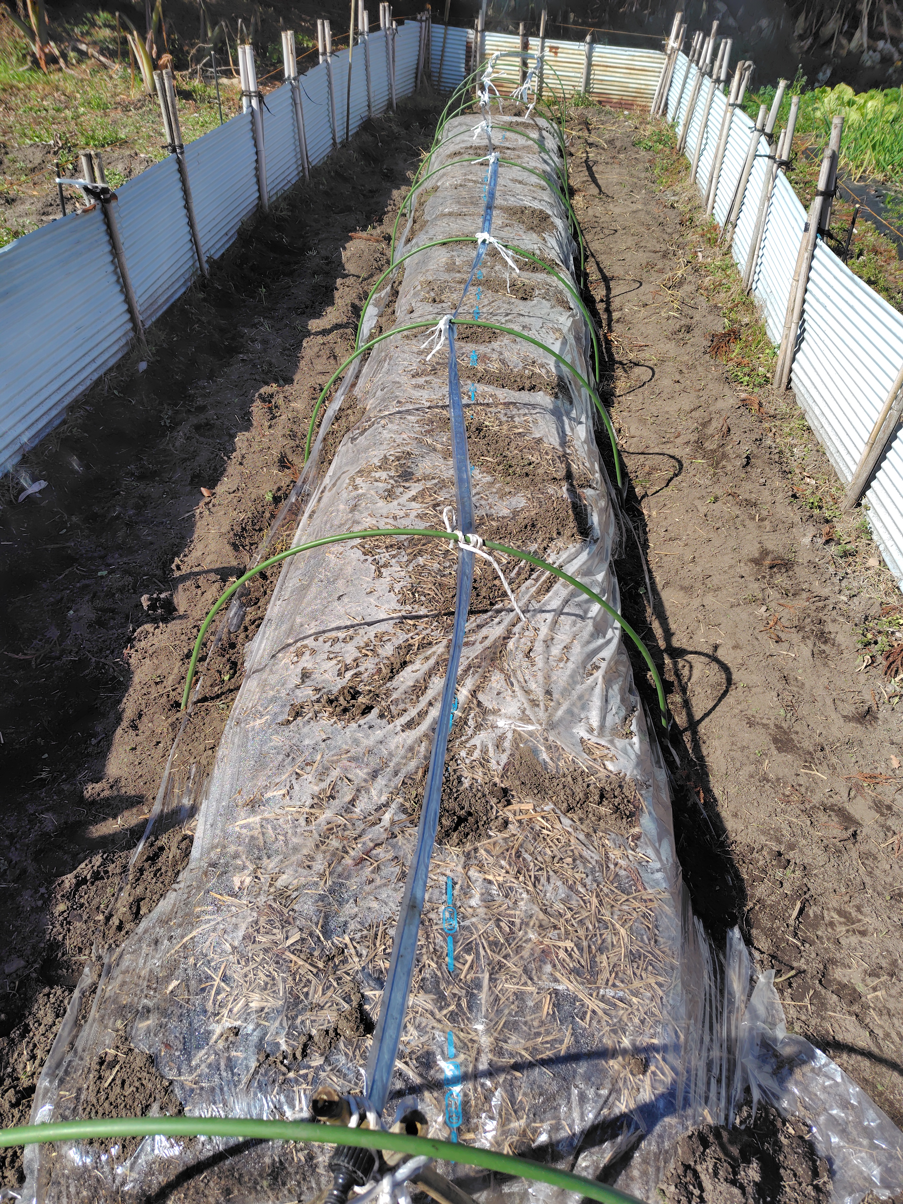 R8. 2. 13  R8用　サツマイモの苗床作りました。<br>タイマーでの自動散水用のホースも設置しました。来年用　サツマイモの種芋　穴に貯蔵です。
                  <p class=