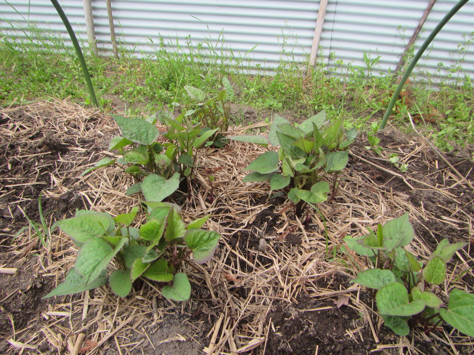 R8. 3. 30  R8用　サツマイモの苗床新芽（紅はるか・安納・紅さつま）出ました。