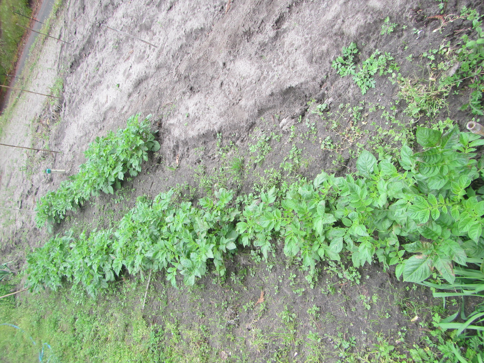 R8.3. 30 春秋ジャガイモ (キタカリ）順調に育っています。ジャガイモ