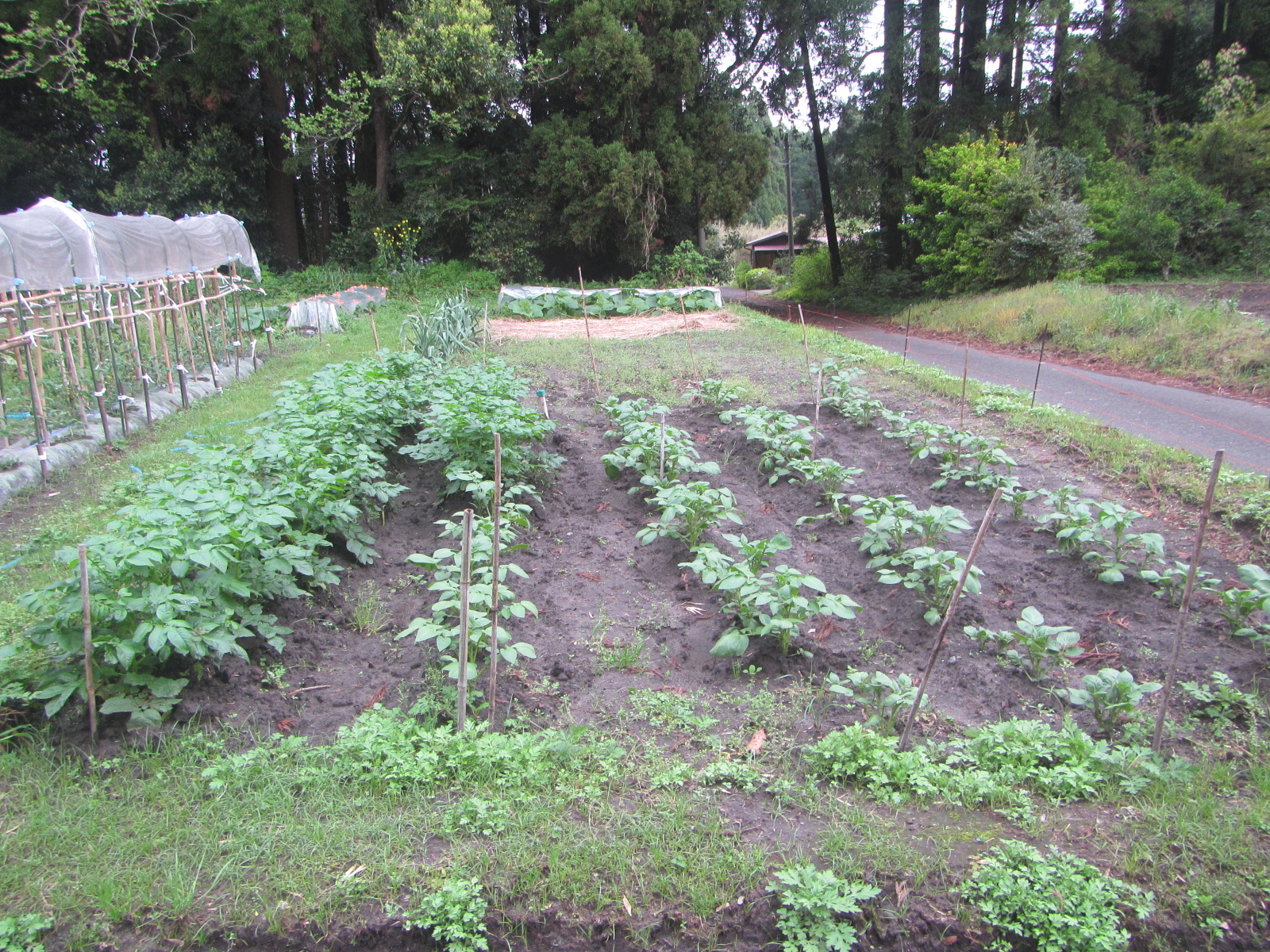 R8.4. 15 春秋ジャガイモ (キタカリ・デジマ）順調に育っています。