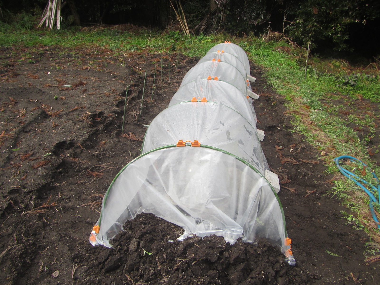 R8. 2. 11 かぼちゃ　苗　植えました。