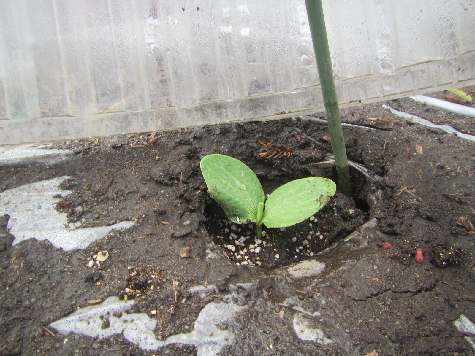 畑　さつまいも