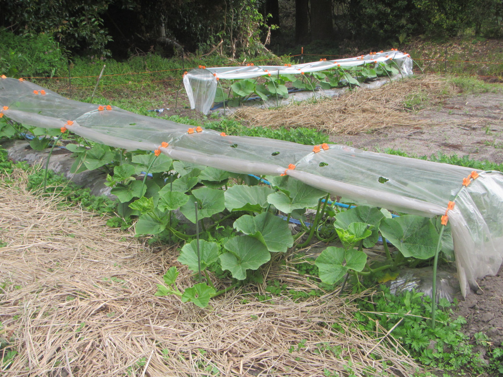 R8. 3. 30 かぼちゃ　苗大きくなりました。