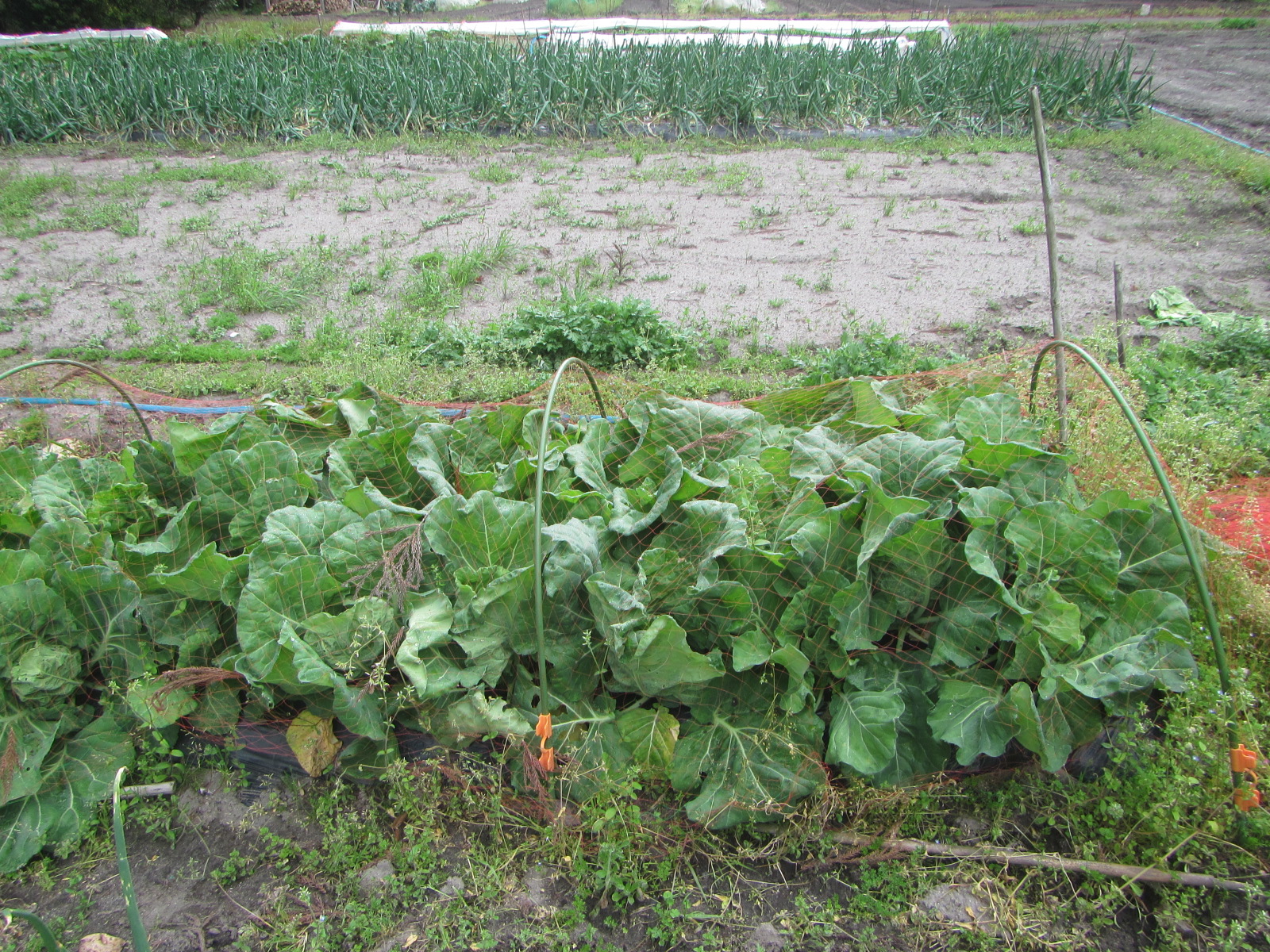 R8. 3.30キャベツ　順調に収穫しています。おいしいです。