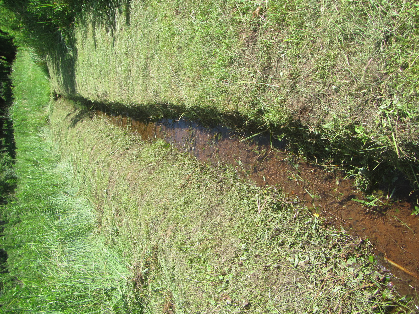 田舎の 湧き水の水路(土側溝)です。メダカ