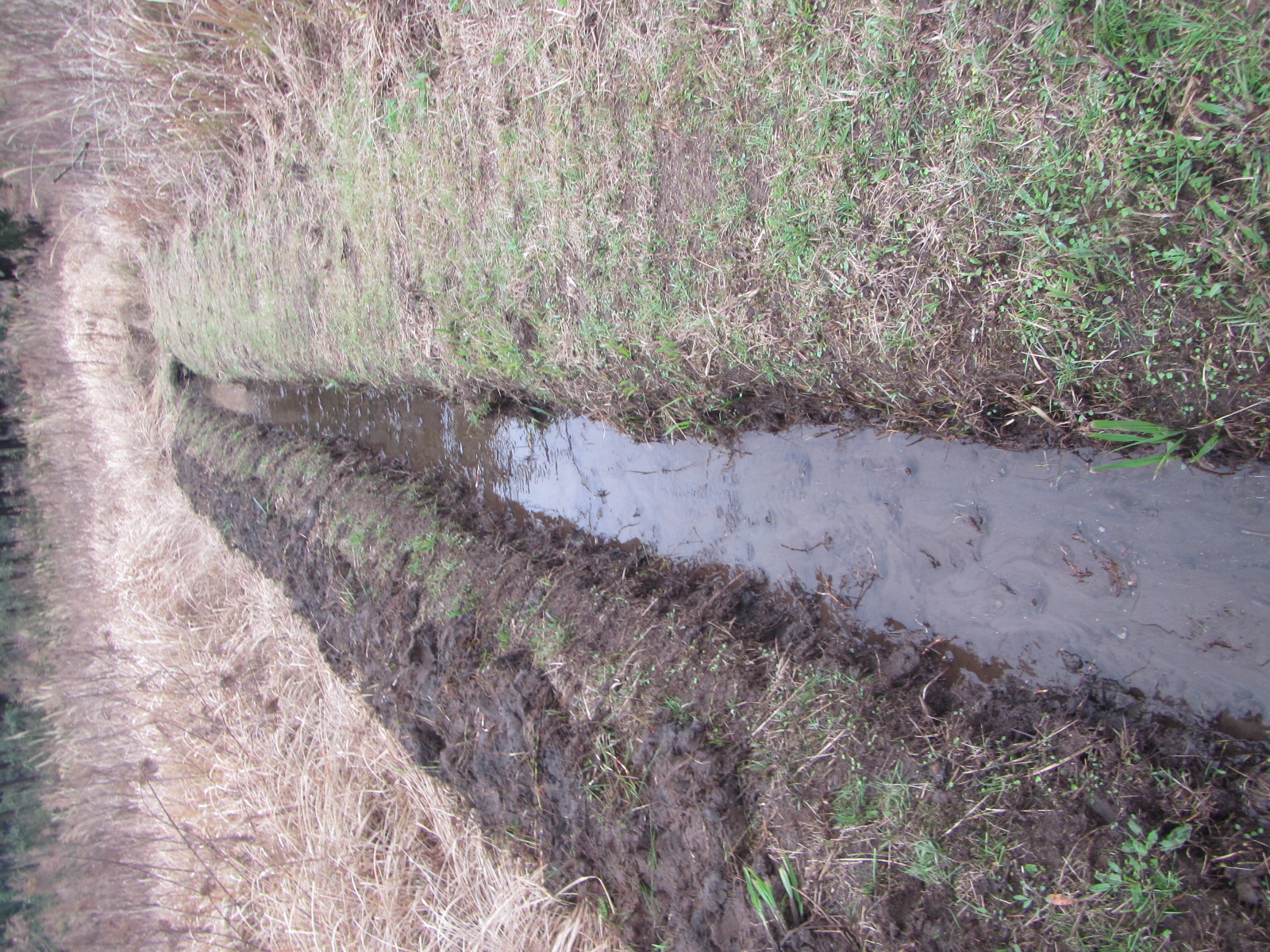 田舎の 湧き水の水路(土側溝)です。メダカ