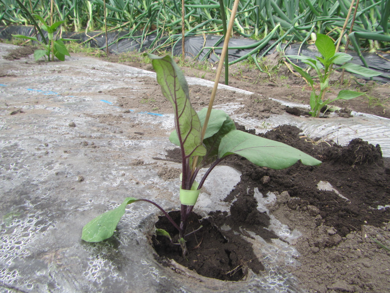R8.3.30  ナスビ苗４本植えました。