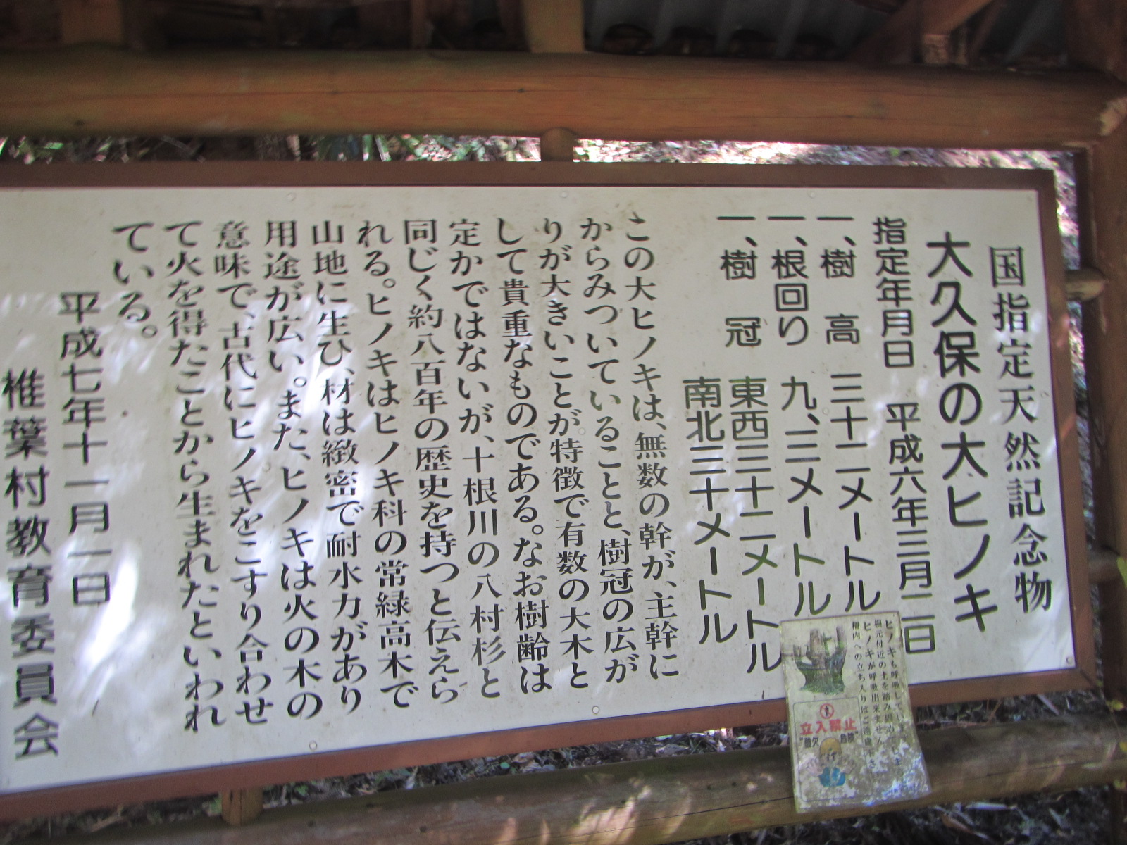 大久保のヒノキ