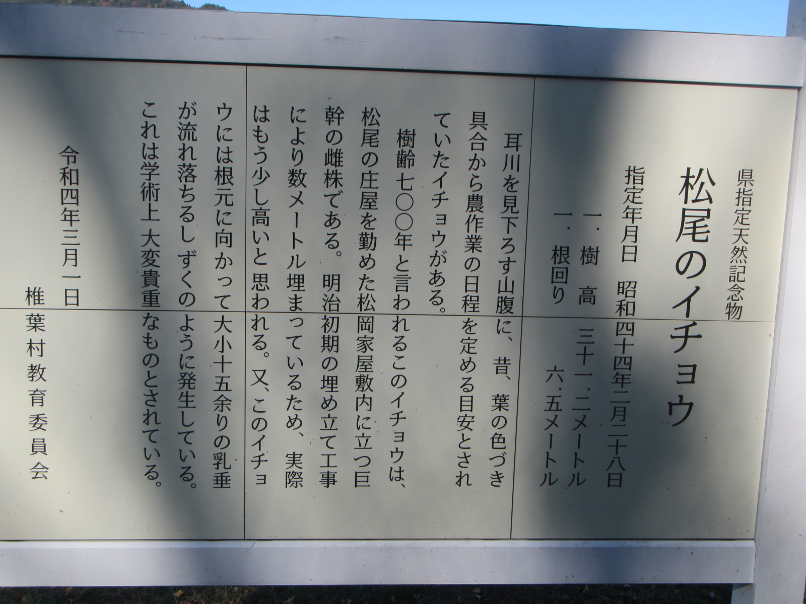 松尾の大イチョウ