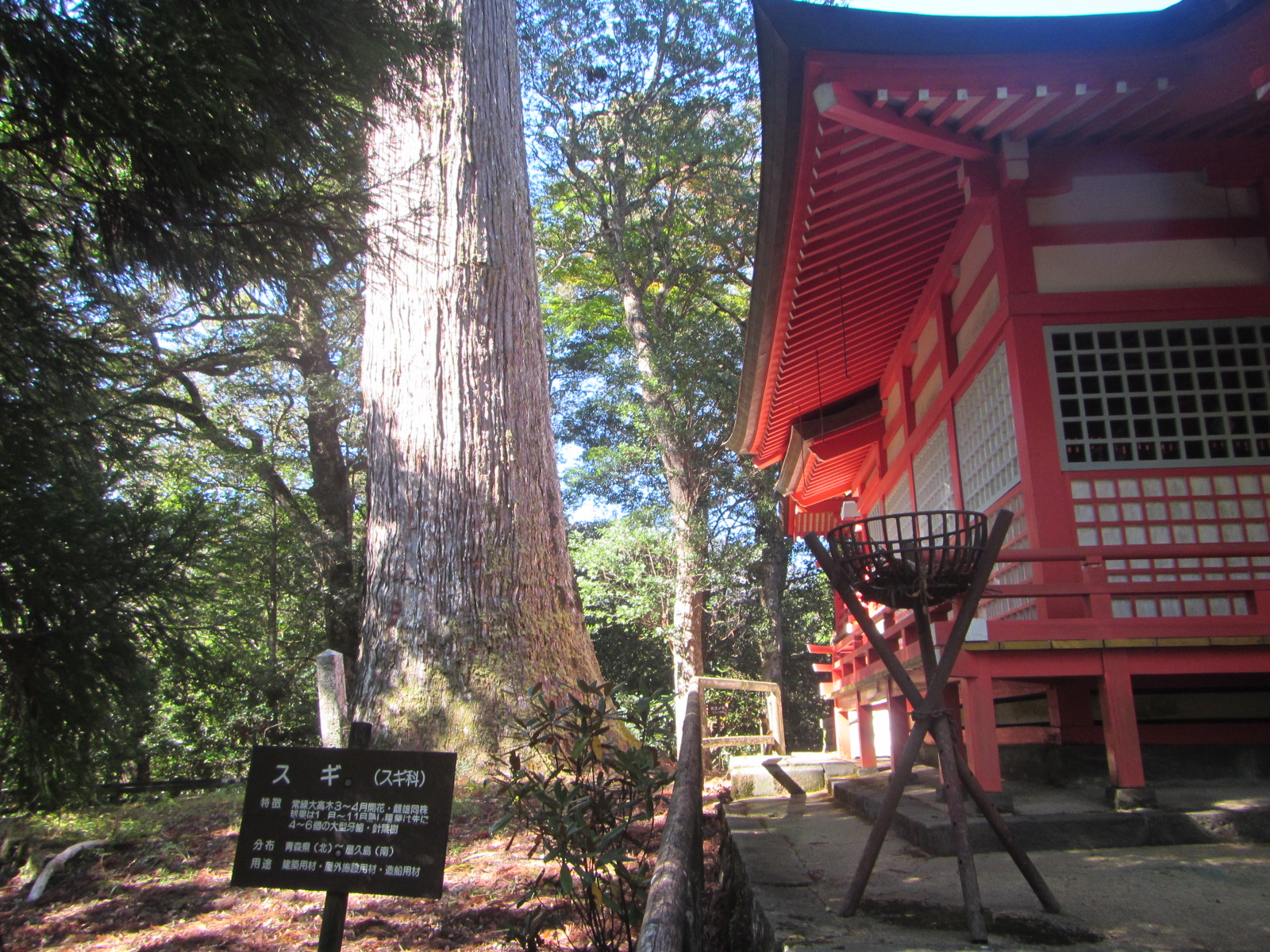 十根川神社境内 八村杉