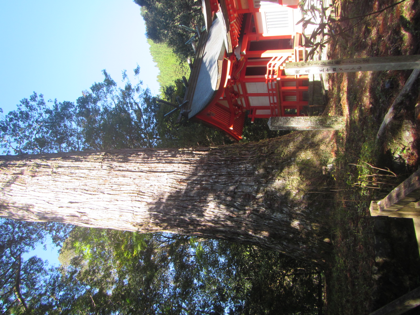 十根川神社境内 八村杉