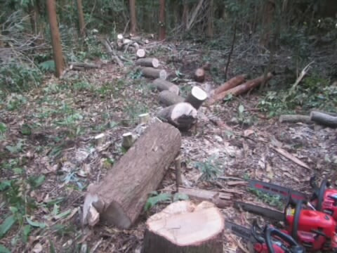 山 シイタケ
