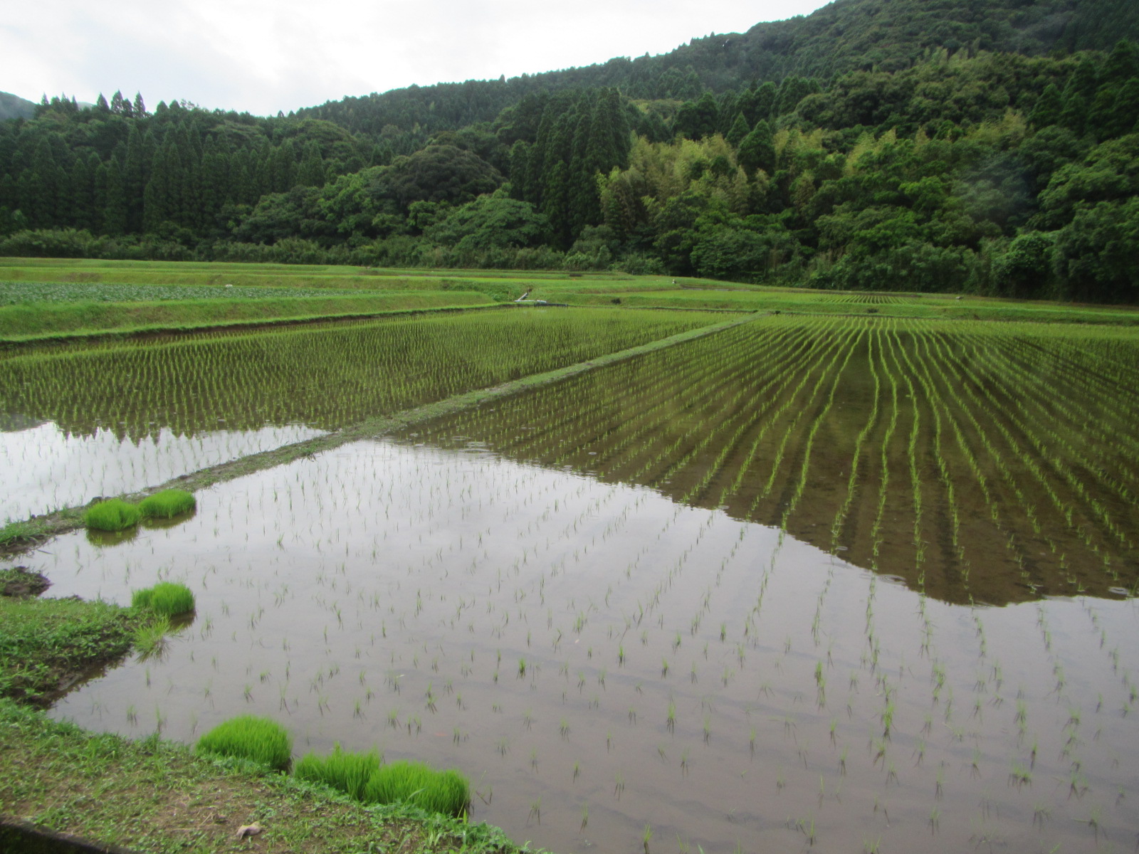 R6.6.14 水田 田植えしました。