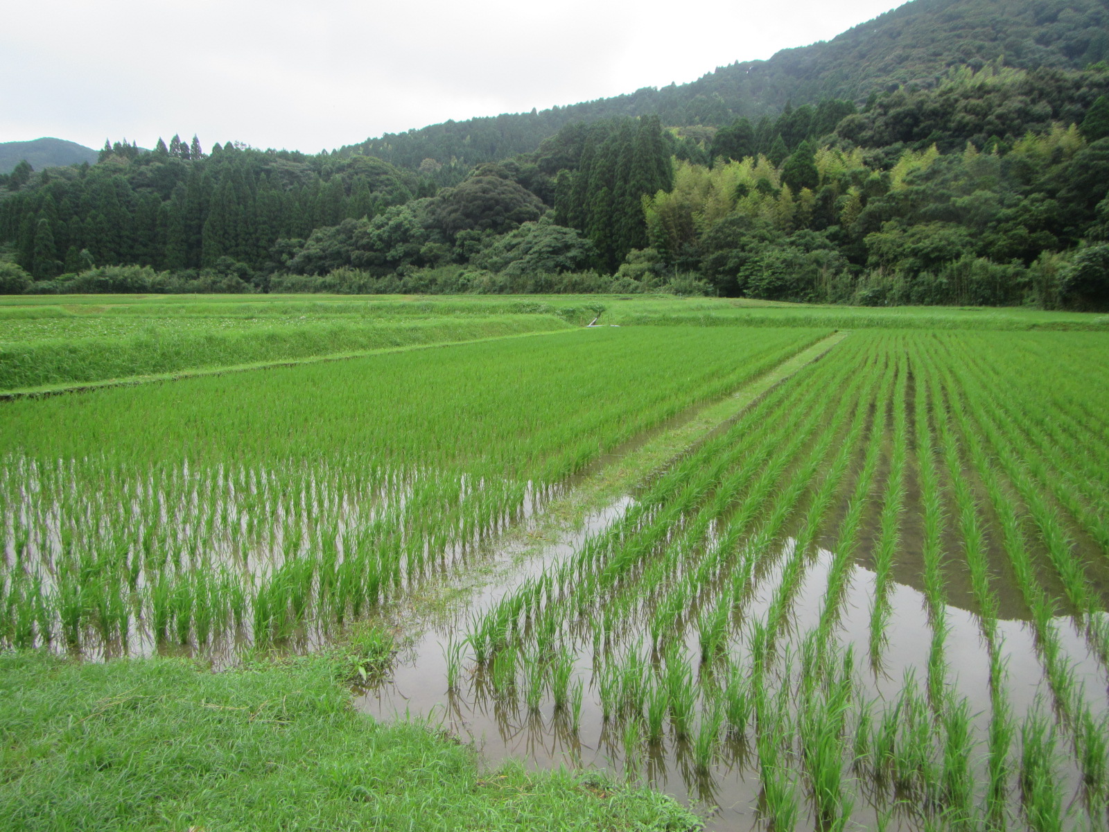 R6.7.14 水田 田植後 1か月後状況です。