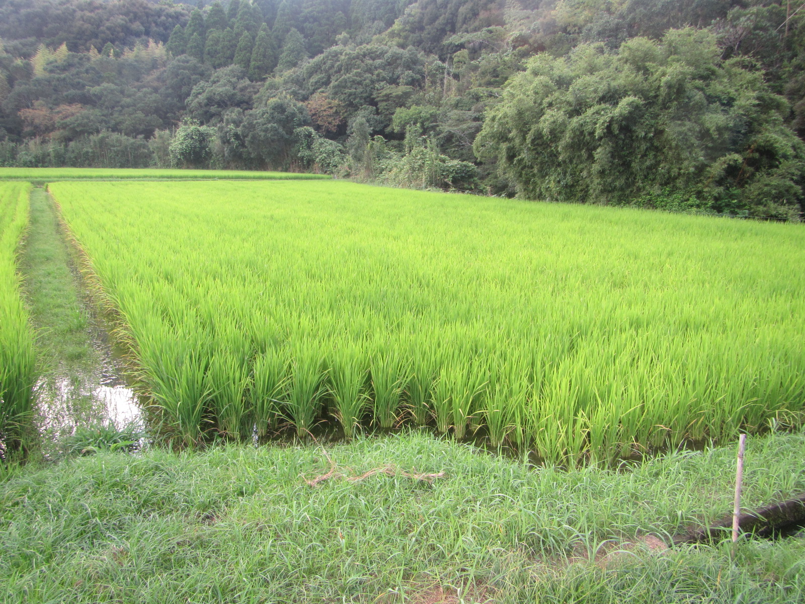 R6.8.14 水田 田植後 2か月後状況です。