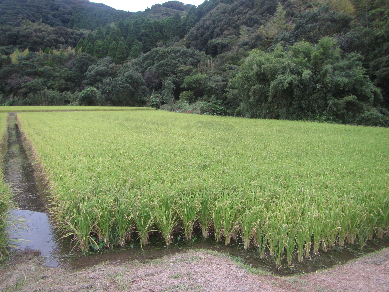 R6.9.15 水田 田植後 33か月後状況です。