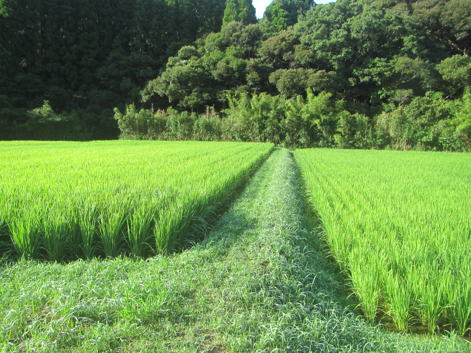 R8. 8月11日田植後２か月の状況です。