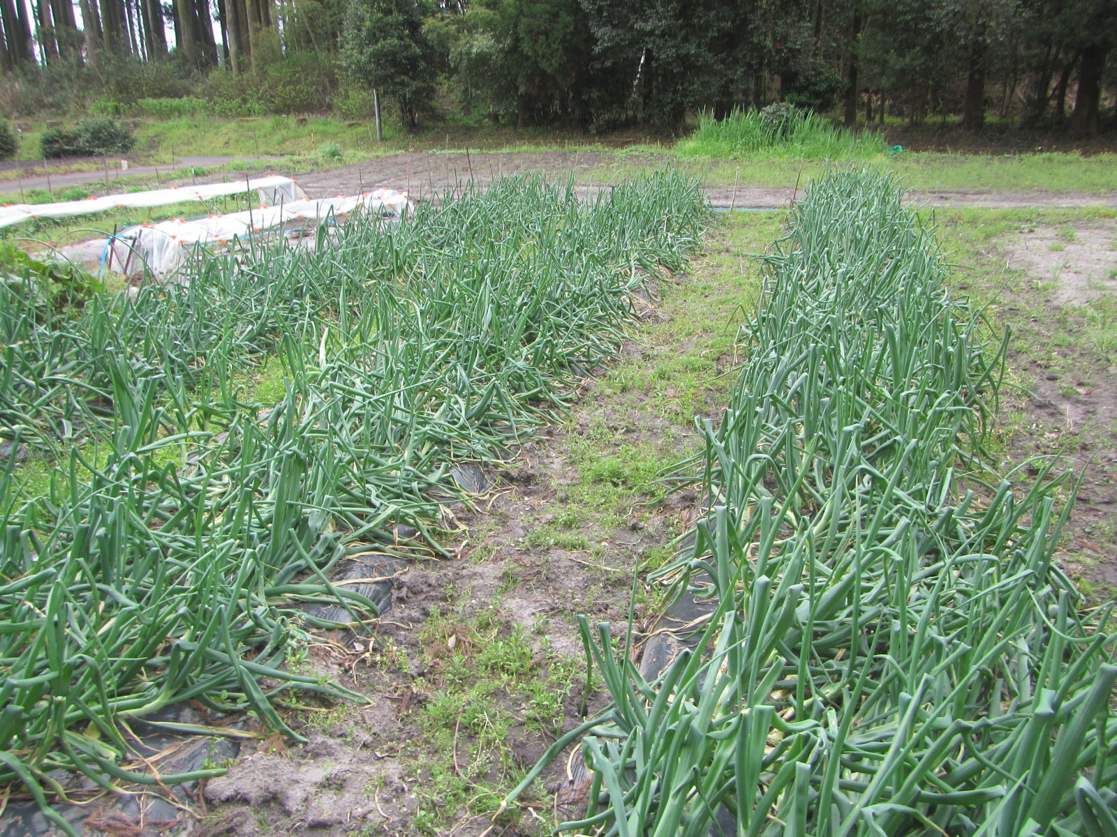 R8.3.30 R8用　玉ねぎ1000本順調に育っています。後１０日程で収穫予定です。（極早生 玄海丸）