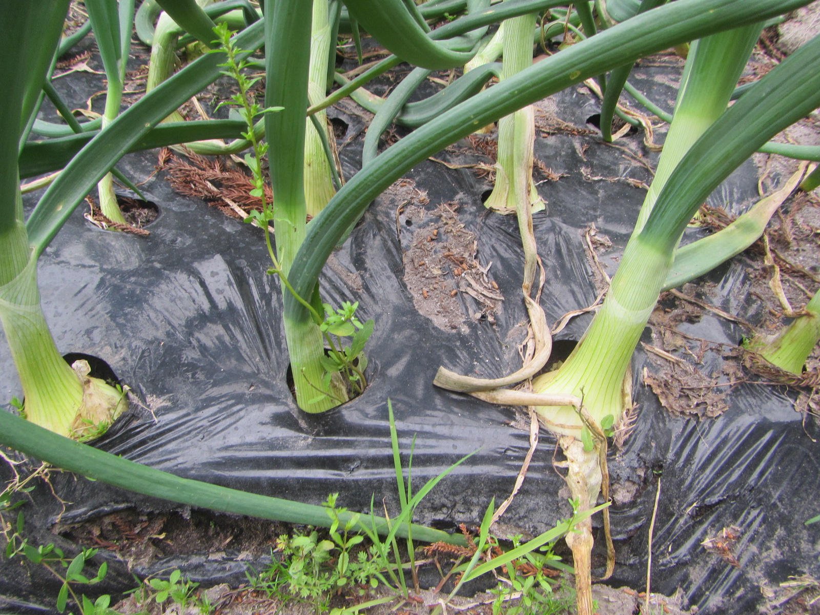 R8.3.30 R8用　玉ねぎ1000本順調に育っています。後１０日程で収穫予定です。（極早生 玄海丸）