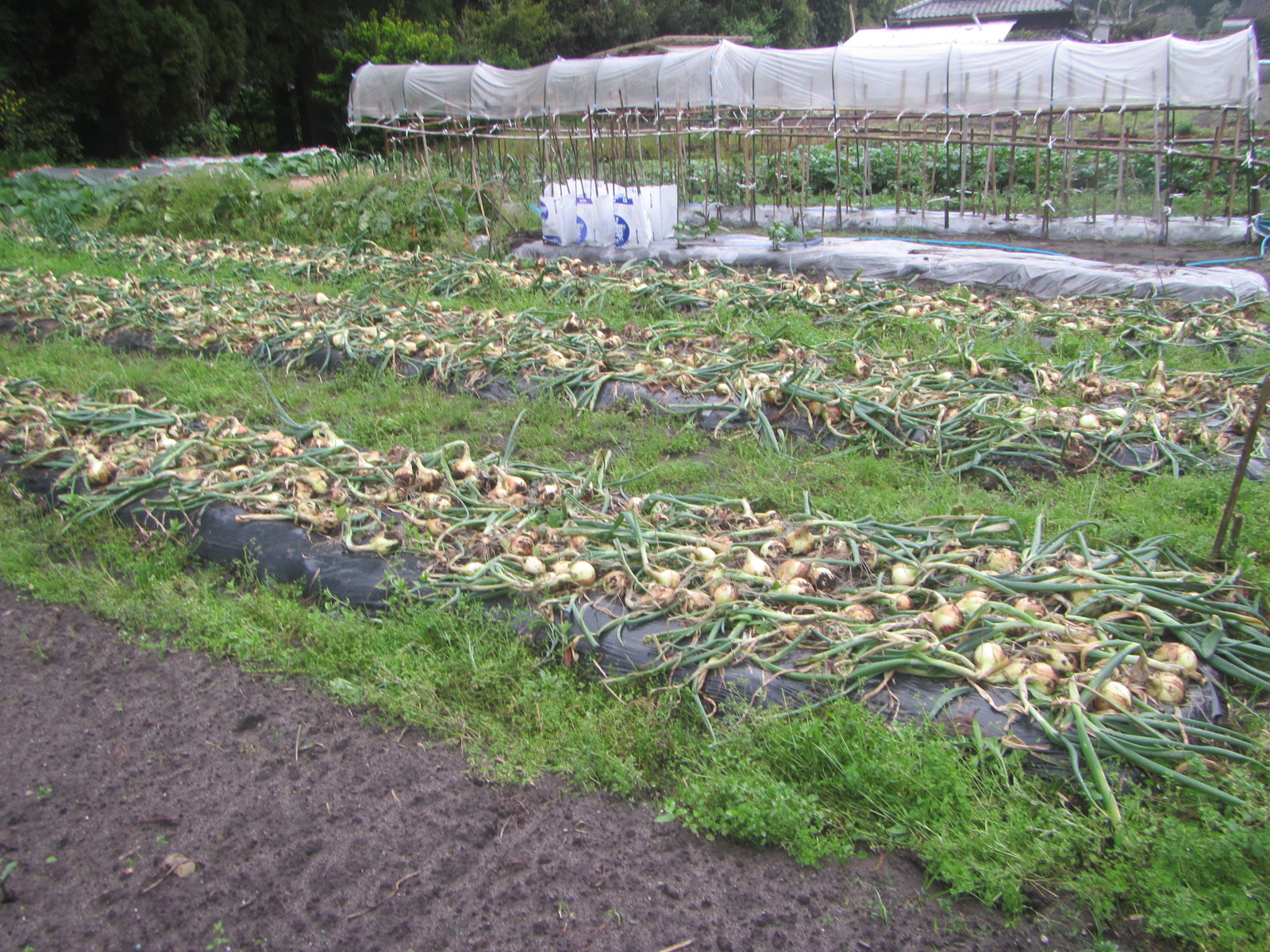 R8.4.15 R8用　玉ねぎ1000本収穫しました。（極早生 玄海丸）