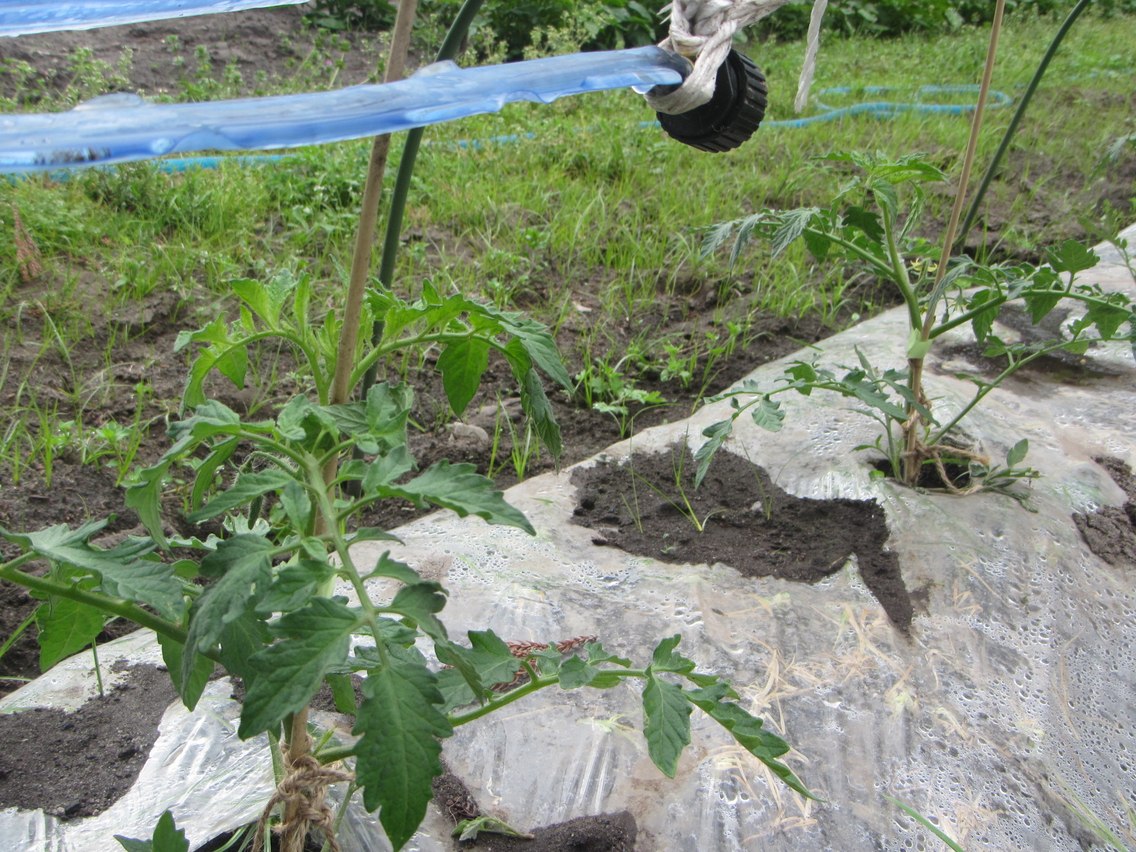 R8. 3.30 トマト苗（自前）植えました。（桃太郎）