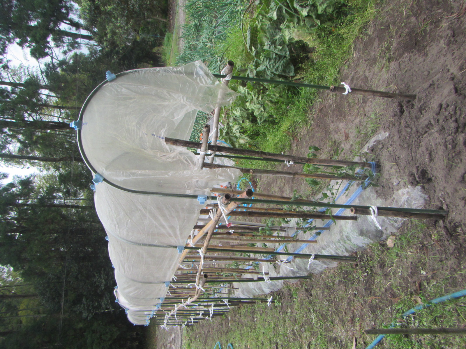 R8. 4.3 トマト屋根設置しました。（桃太郎）