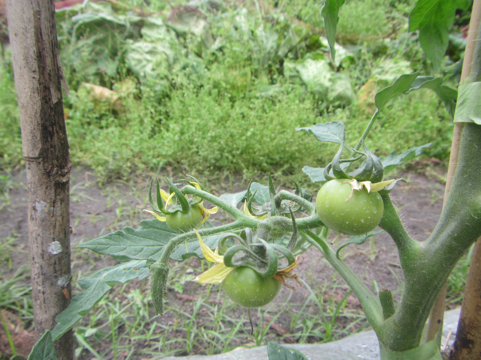 R8. 4.13 トマトに実が成りました。（桃太郎）